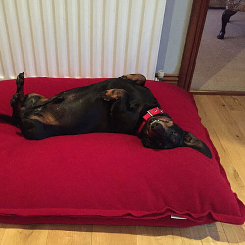 My dachshund accepted the exclusive Divan Uno dog cushion immediately.