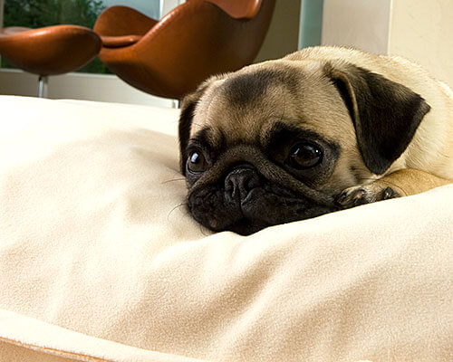 Dog-cushion-bed-high-quality-design-Divan-pet-interiors